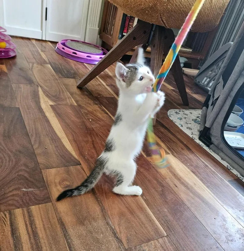 A baby medium-sized male Domestic Short Hair cat named Sergei for adoption in Fort Lupton, CO
