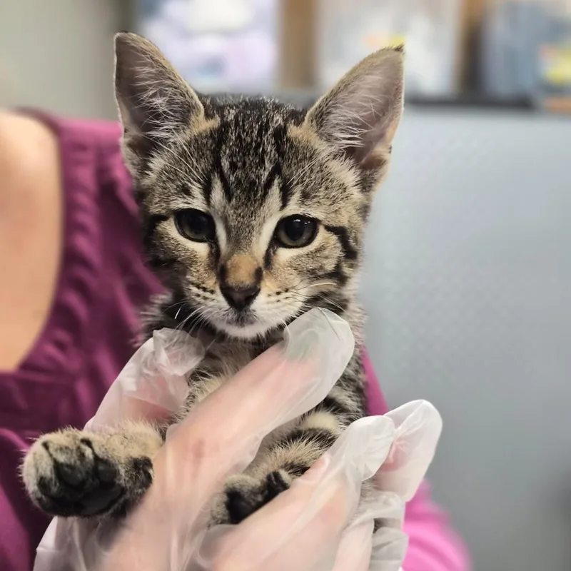 A baby small-sized female Brown / Chocolate Domestic Short Hair cat named Talulah for adoption in Vineland, NJ