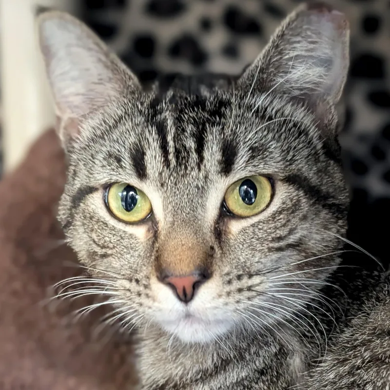 An adult medium-sized male Tabby (Brown / Chocolate) Domestic Short Hair cat named Bloop for adoption in Jefferson, WI