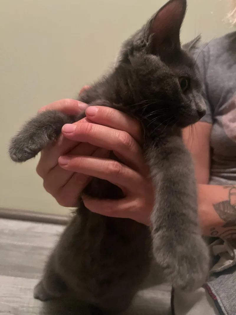 A baby small-sized male Gray / Blue / Silver Domestic Short Hair cat named Crumpet for adoption in Hartville, OH