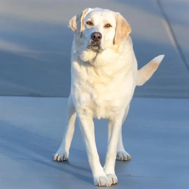 An adult extra large-sized female Great Pyrenees dog named Stella for adoption in St. Louis, MO