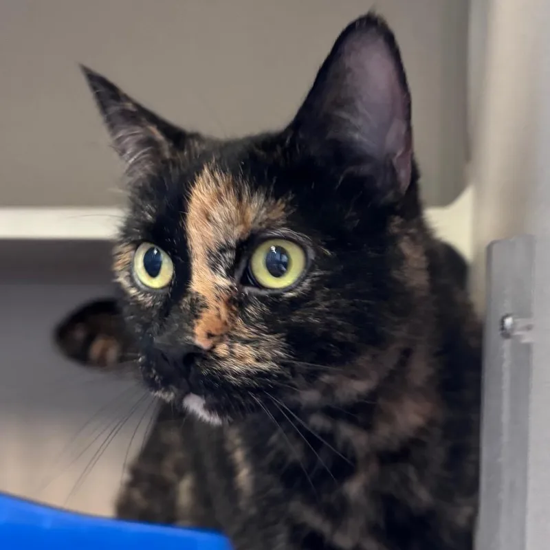A senior large-sized female Black Domestic Short Hair cat named Sansa for adoption in Providence, RI