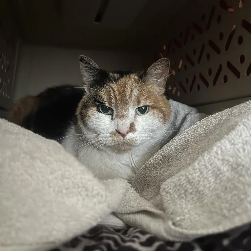 A senior medium-sized female Calico Domestic Short Hair cat named Luna Lovegood C for adoption in Princeton, MN