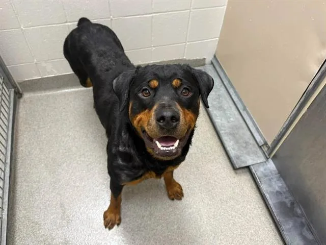 An adult large-sized female Rottweiler dog named Tara for adoption in Omaha, NE