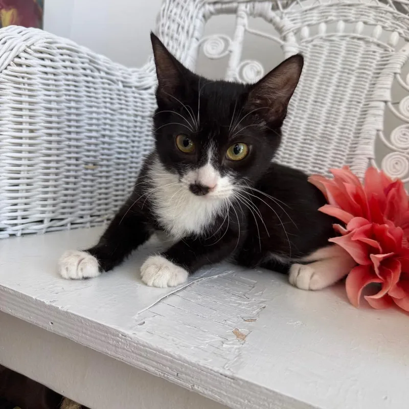 A young medium-sized female Black Domestic Short Hair cat named Cherry Bombshell for adoption in Eaton Rapids, MI