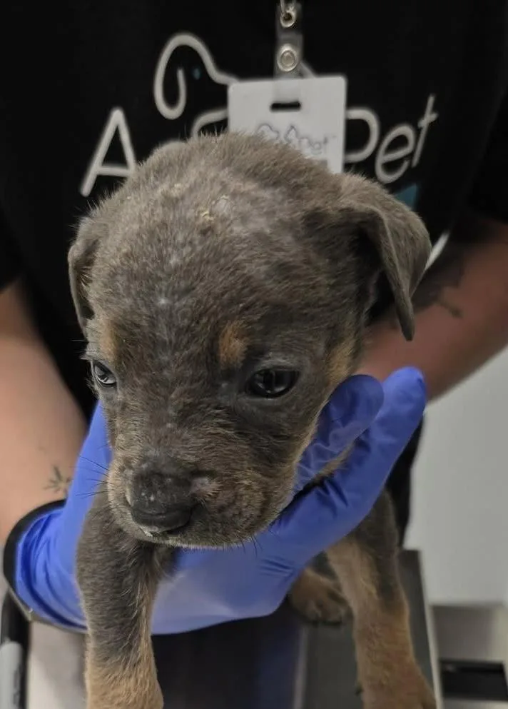 A baby medium-sized male Australian Cattle Dog / Blue Heeler dog named Crush for adoption in Copiague, NY