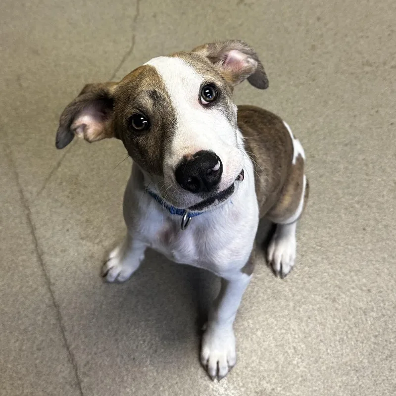 A baby medium-sized male White / Cream Mixed Breed dog named Charlie for adoption in Fredericksburg, VA
