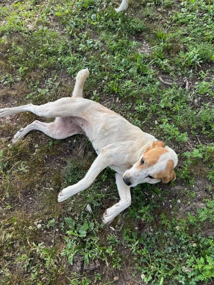 An adult medium-sized female Tricolor (Brown, Black, & White) Mixed Breed dog named Lady Dawn for adoption in Evansville, IN