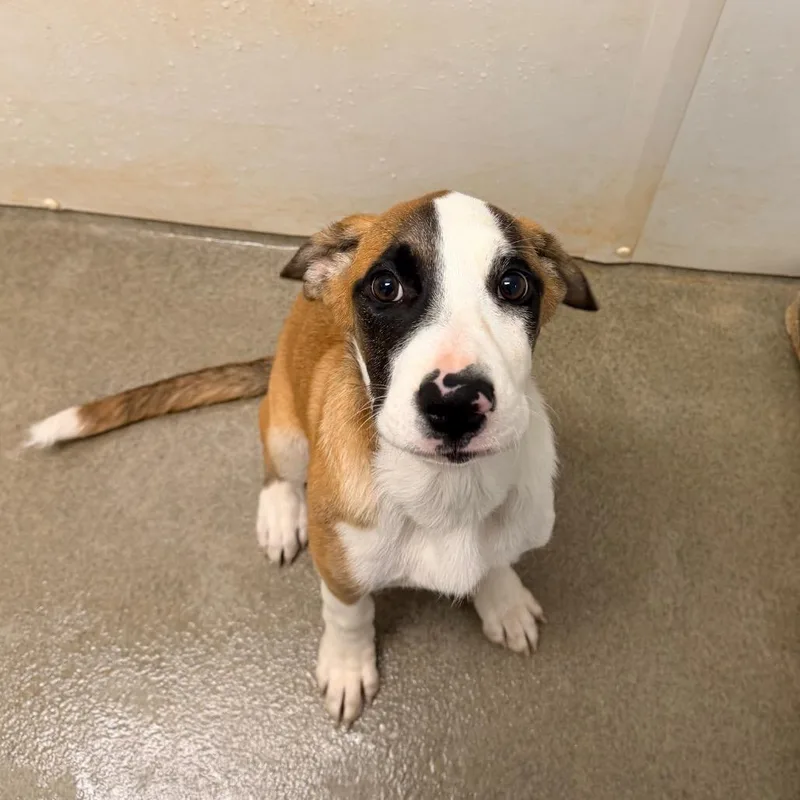 A baby small-sized female Brown / Chocolate Mixed Breed dog named Astrid for adoption in Rocky Mount, VA