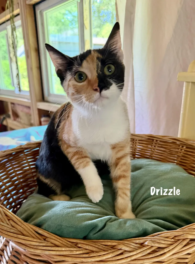 A baby medium-sized female Calico Domestic Short Hair cat named Drizzle for adoption in East Hartford , CT