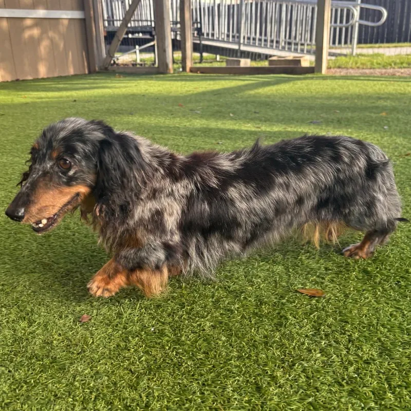 A senior small-sized female Yellow / Tan / Blond / Fawn Dachshund dog named Bonnie Boo for adoption in LOXAHATCHEE, FL
