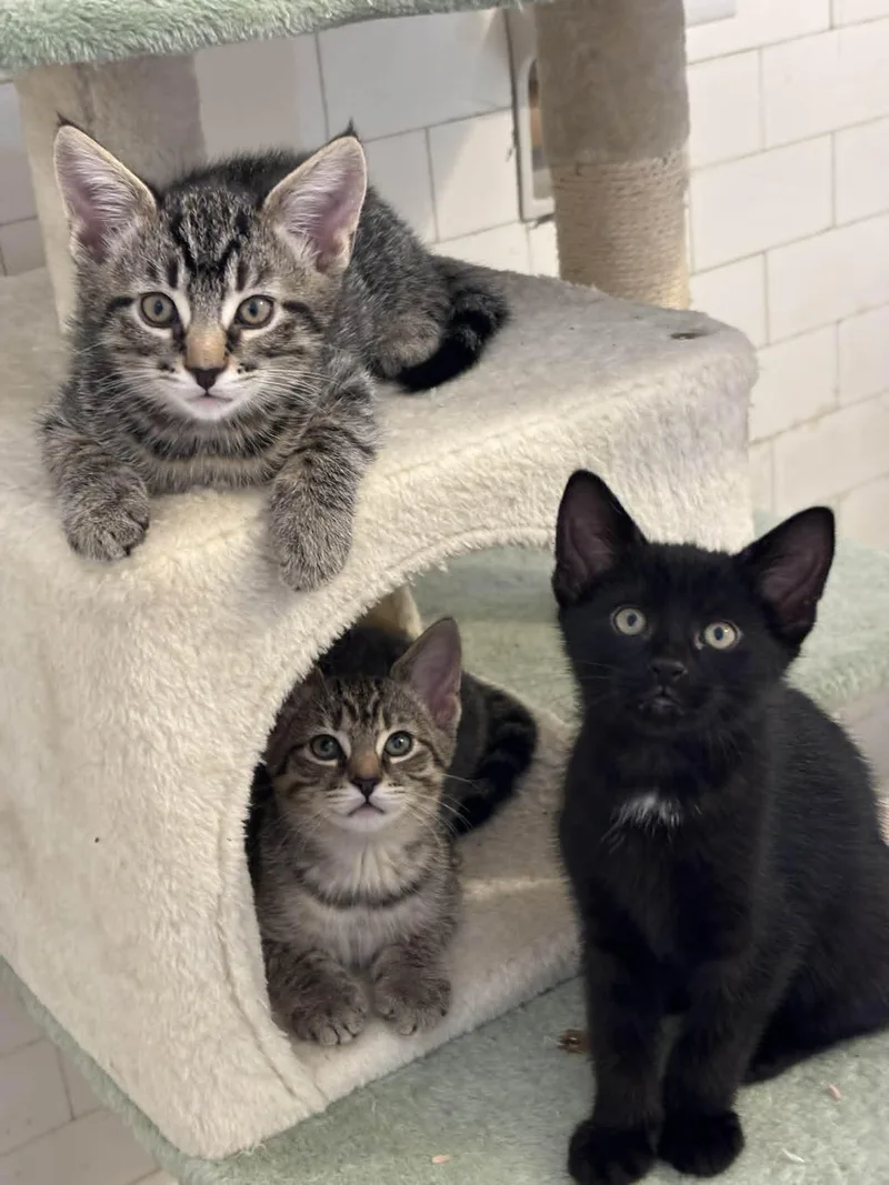 A baby medium-sized male Tabby (Brown / Chocolate) Domestic Short Hair cat named Kiwi for adoption in Pittsburgh, PA