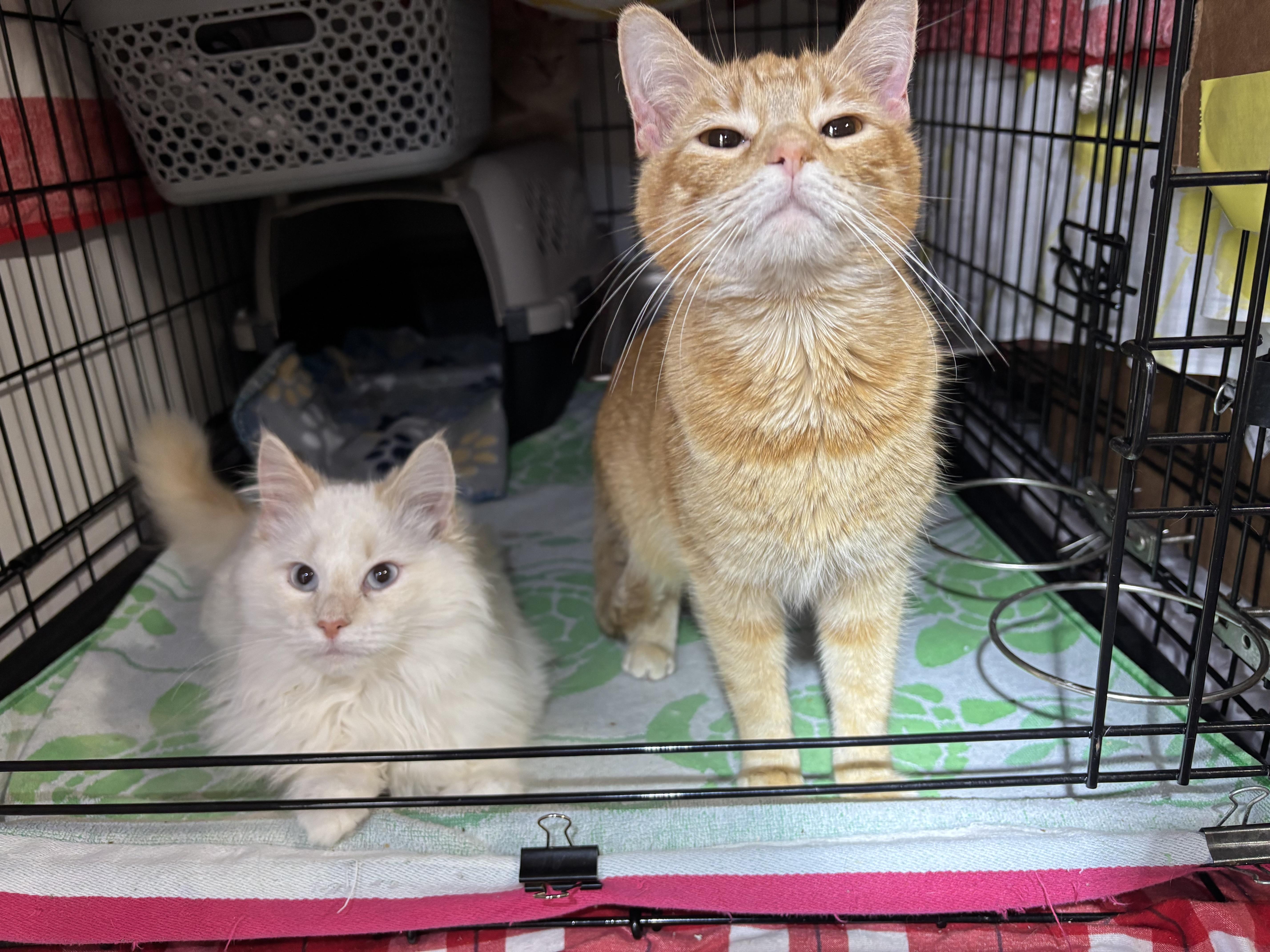 Marshmellow & Runt thumbnail 2