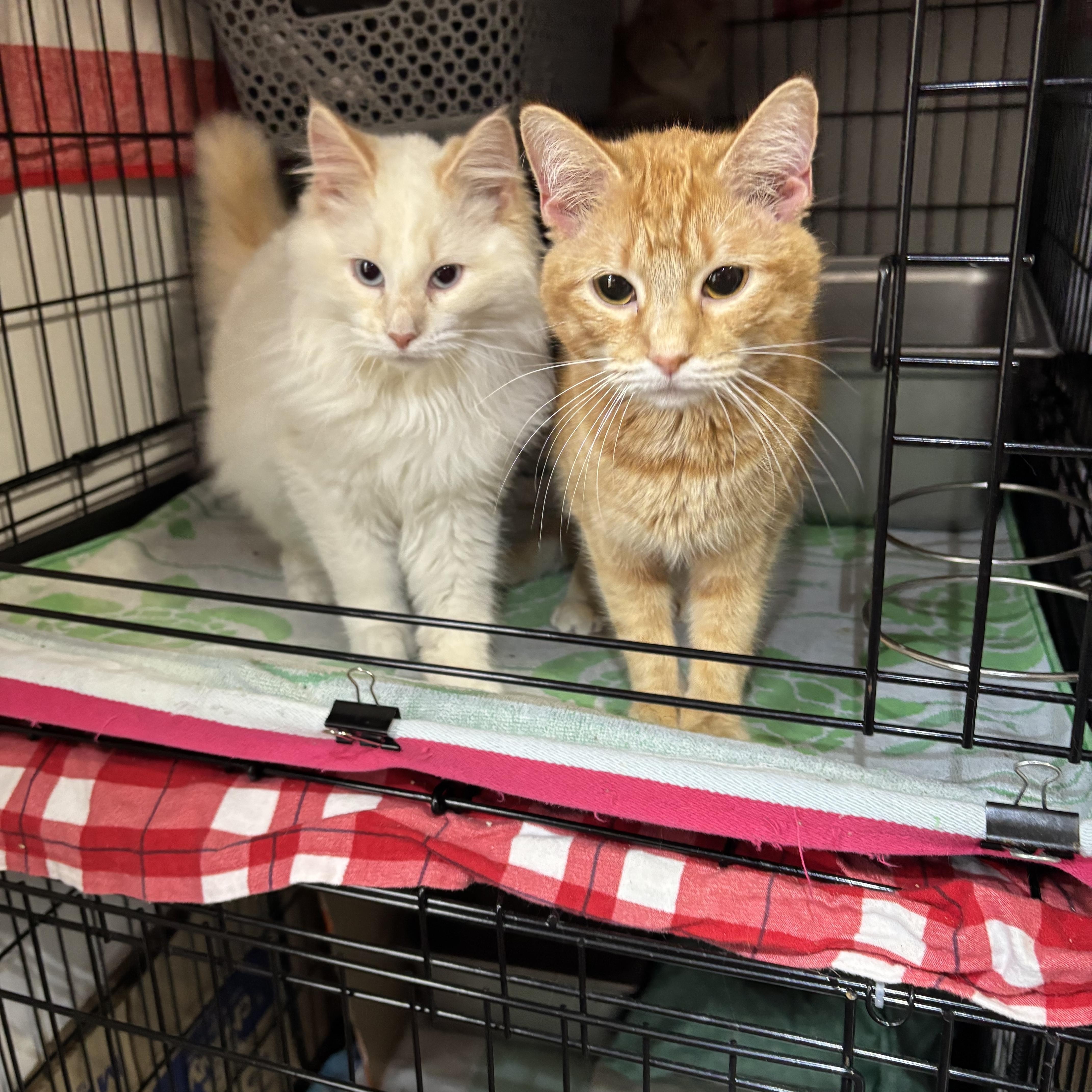 Marshmellow & Runt thumbnail 3