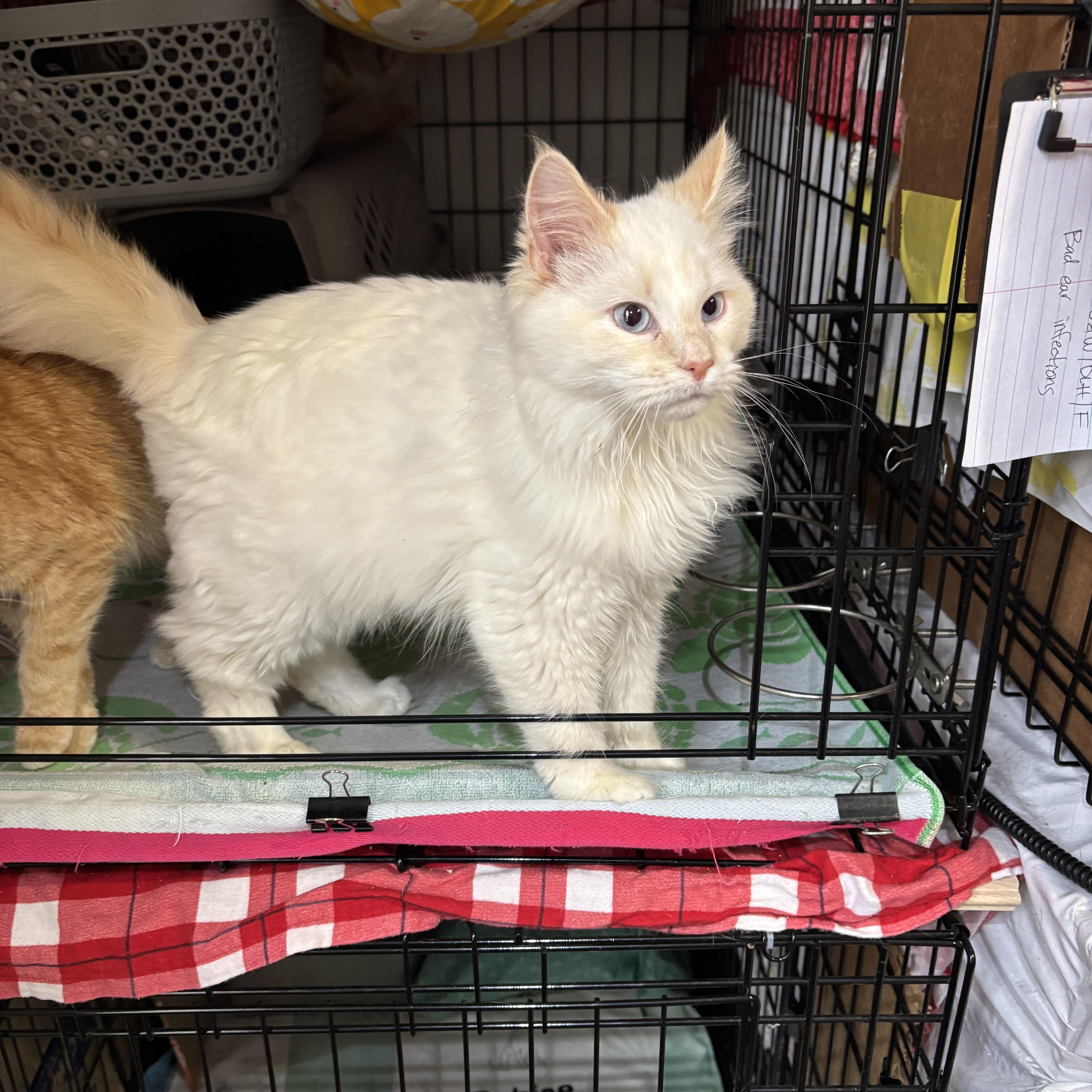 Marshmellow & Runt thumbnail 4