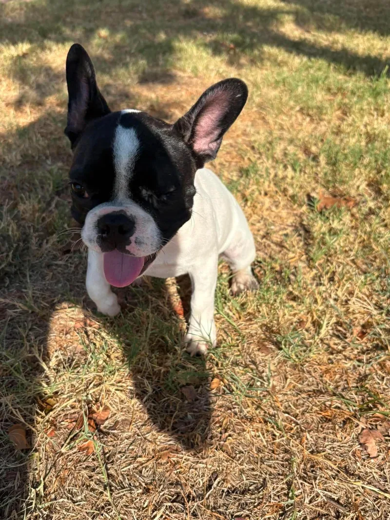 A young small-sized female Black French Bulldog dog named Bella for adoption in Wichita Falls, TX