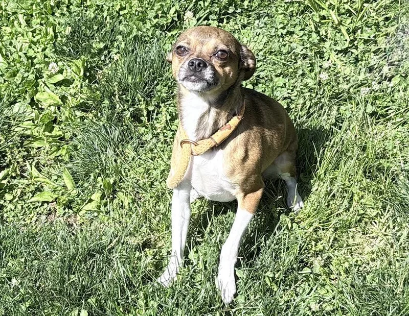 An adult small-sized male Tricolor (Brown, Black, & White) Chihuahua dog named Gordon for adoption in Columbus, IN