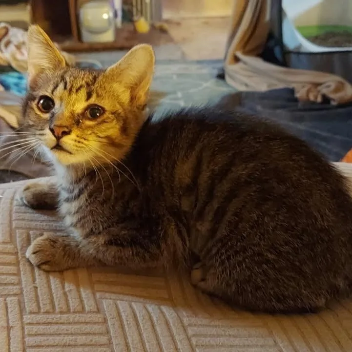 A baby medium-sized female Tabby (Brown / Chocolate) Tabby cat named Rocket for adoption in Richmond, VA