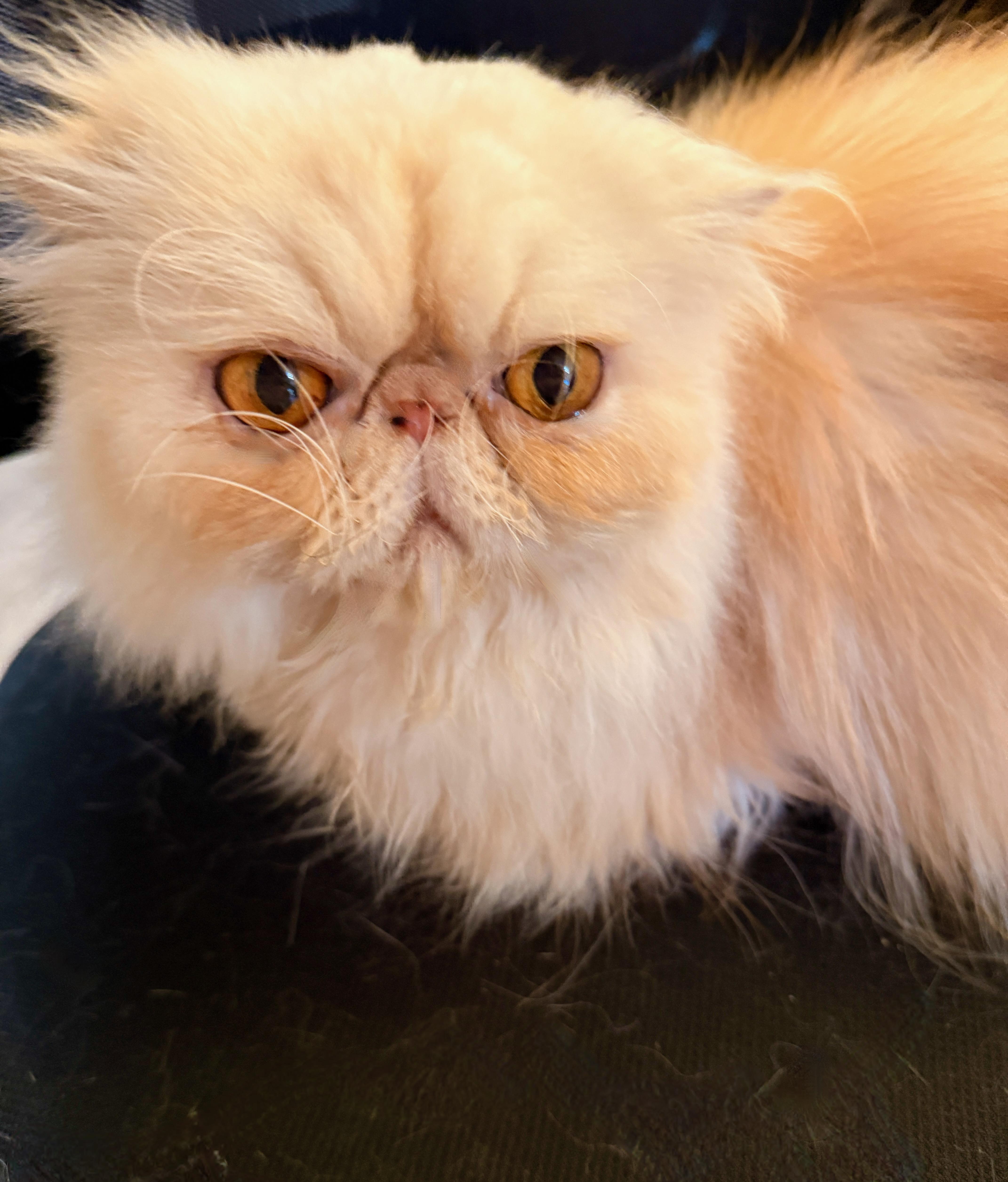 An adult medium-sized male Persian cat named Jazzy for adoption in Davis, CA