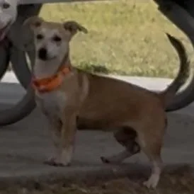 A young small-sized female Dachshund dog named Short Stack for adoption in Odessa, TX