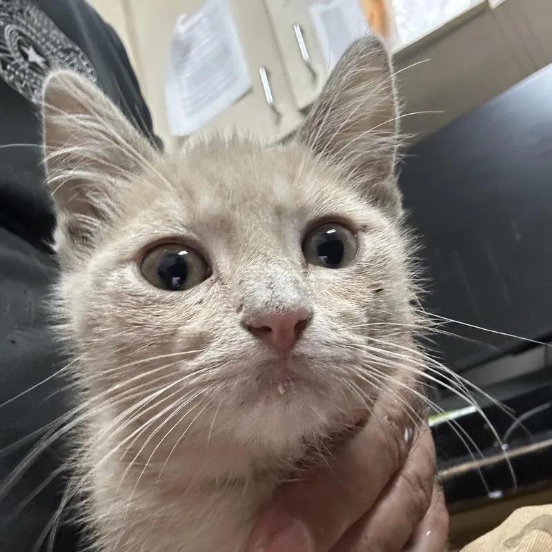 A baby small-sized female Buff / Tan / Fawn American Shorthair cat named Darma for adoption in Lufkin, TX