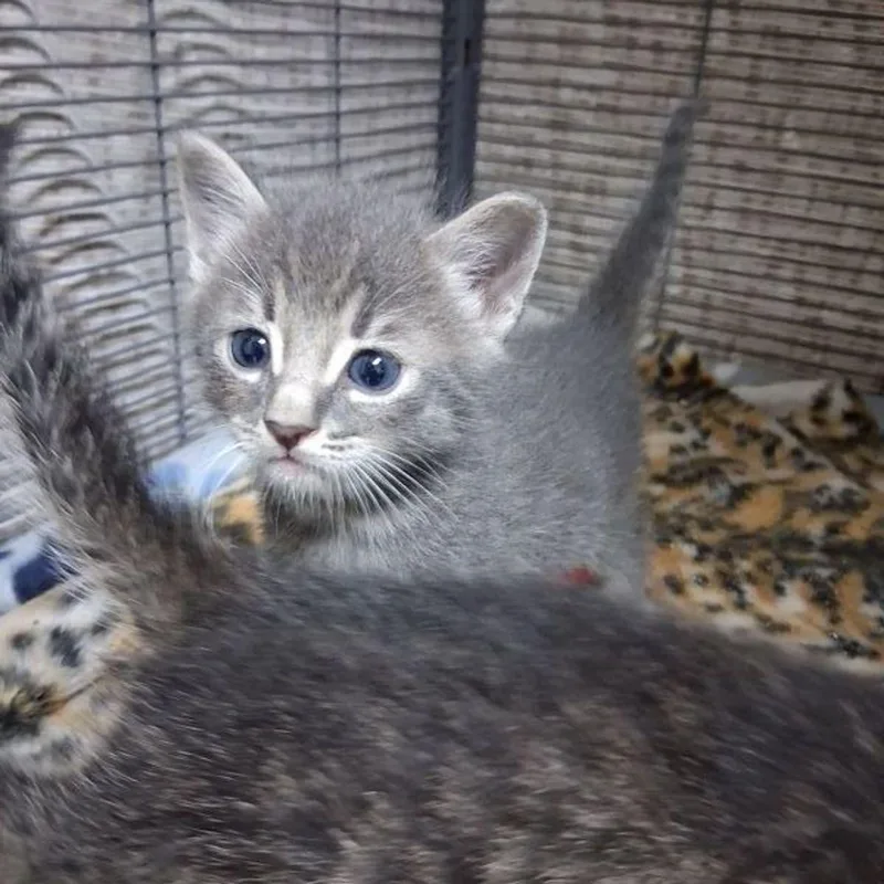 A young medium-sized male Gray / Blue / Silver Domestic Short Hair cat named Pooh for adoption in Lake Havasu City, AZ