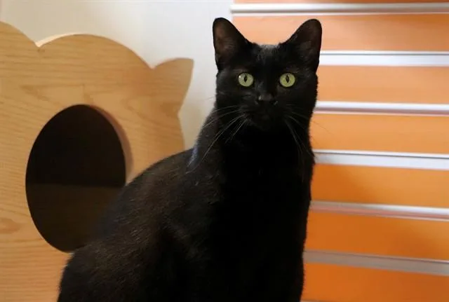 An adult large-sized female Domestic Short Hair cat named Integrity for adoption in San Luis Obispo, CA