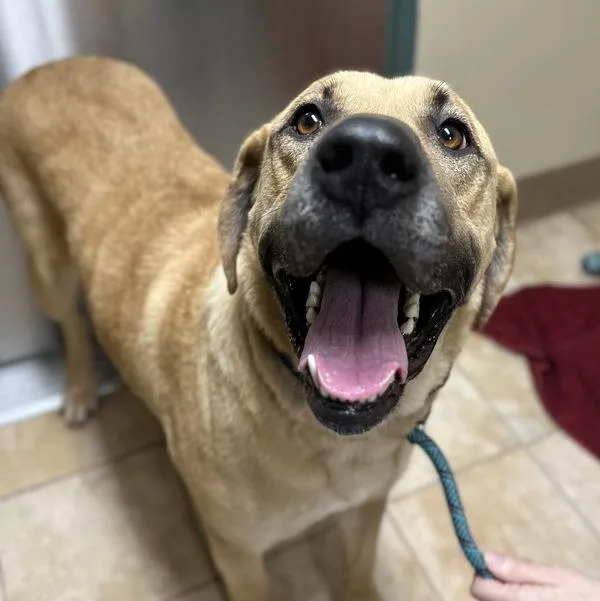 Rosalita thumbnail 3