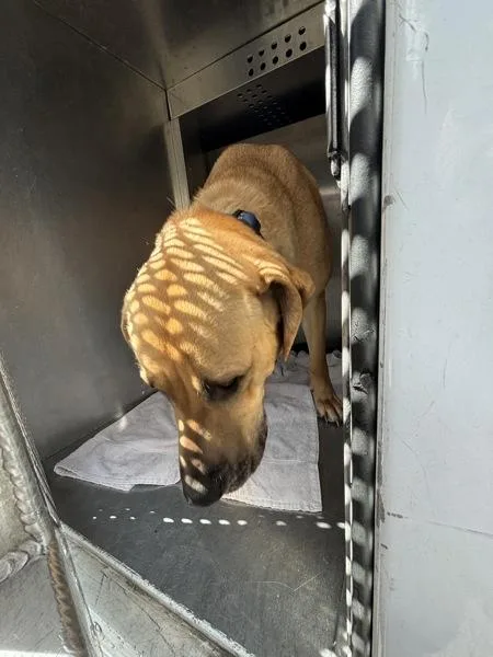 Rosalita thumbnail 4