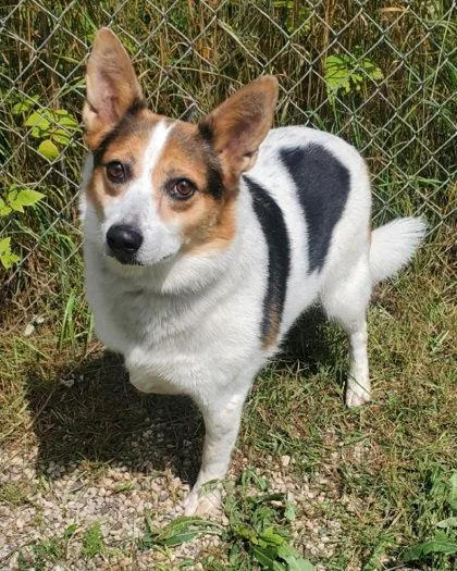 An adult medium-sized female Corgi dog named Lucy for adoption in Lake City, MI