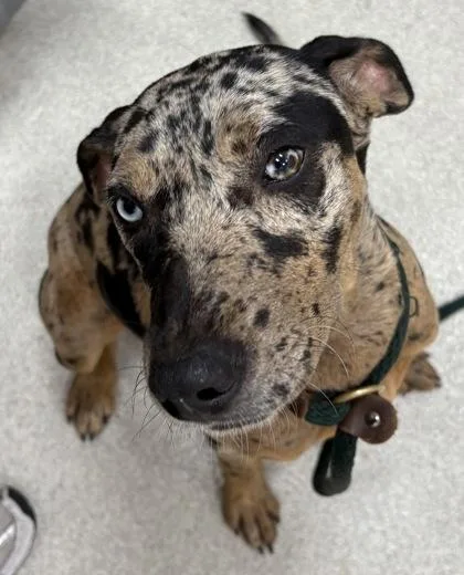 A young medium-sized female Catahoula Leopard Dog dog named Blue for adoption in Honolulu, HI