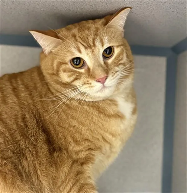 An adult small-sized male Domestic Short Hair cat named Ezra for adoption in Aliquippa, PA