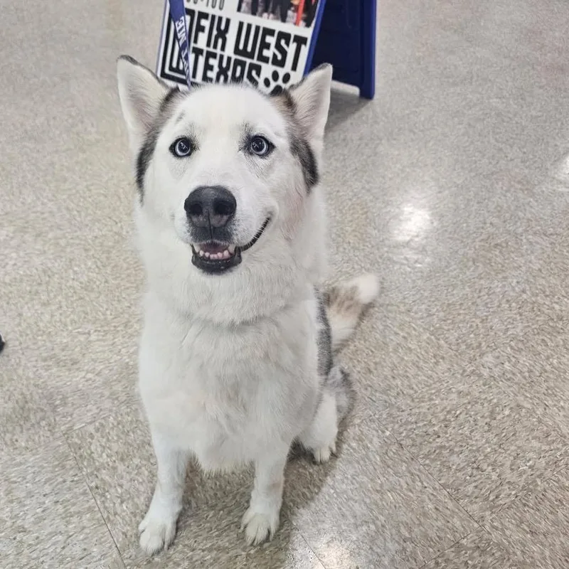 An adult medium-sized male White / Cream Siberian Husky dog named FWT Blaze for adoption in Midland, TX