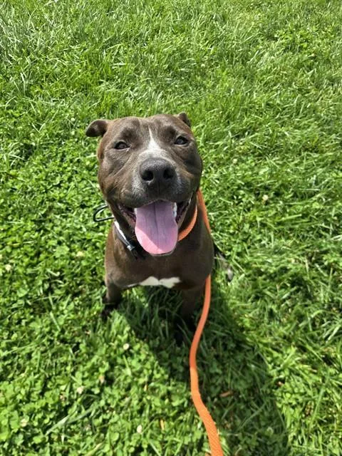 A young large-sized male Terrier dog named Bigfoot for adoption in Olivette, MO