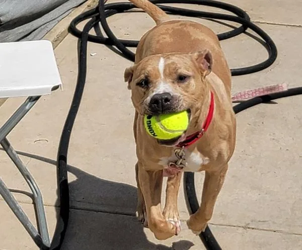 A young large-sized female Mixed Breed dog named Lady for adoption in Staten Island, NY