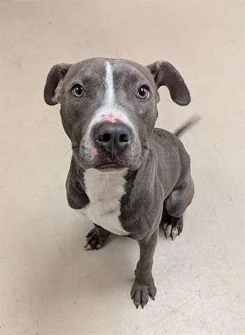 A young small-sized male Pit Bull Terrier dog named Pride for adoption in Dayton, OH