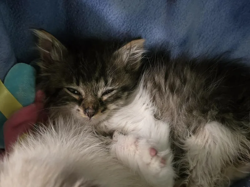 A baby medium-sized male Black & White / Tuxedo Domestic Short Hair cat named River for adoption in Dorr, MI