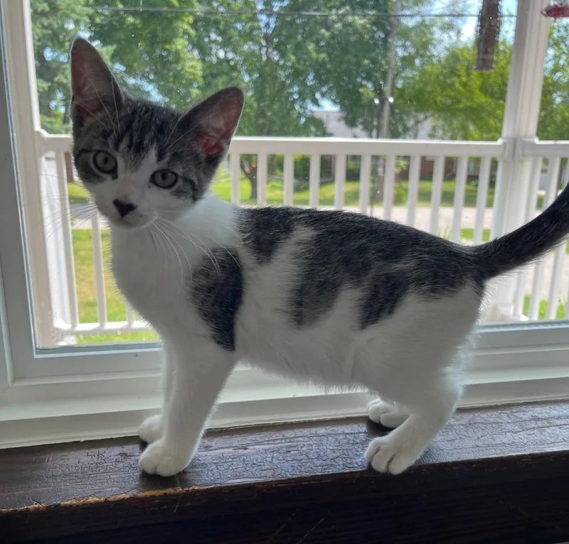 A baby small-sized female Domestic Short Hair cat named Lillyanne for adoption in Fond Du Lac, WI
