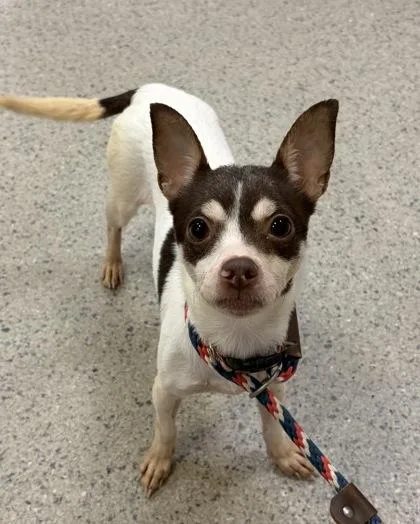 A young small-sized female Chihuahua dog named Smooches for adoption in Fishers, IN