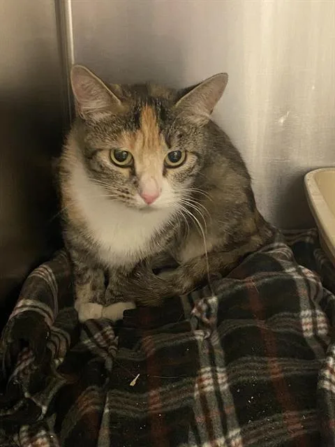 A young medium-sized female Domestic Short Hair cat named Toebean Jolene for adoption in West Valley City, UT