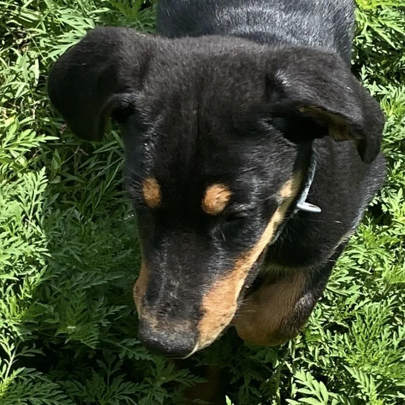 A baby large-sized male Black Doberman Pinscher dog named Patch for adoption in Columbia, MO