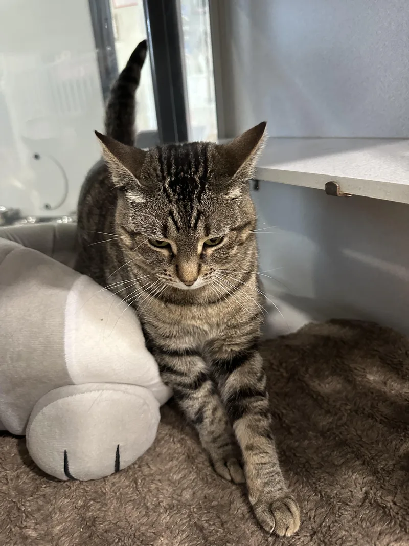 An adult medium-sized female Tabby (Brown / Chocolate) Domestic Short Hair cat named Betty Boop for adoption in Webster City, IA