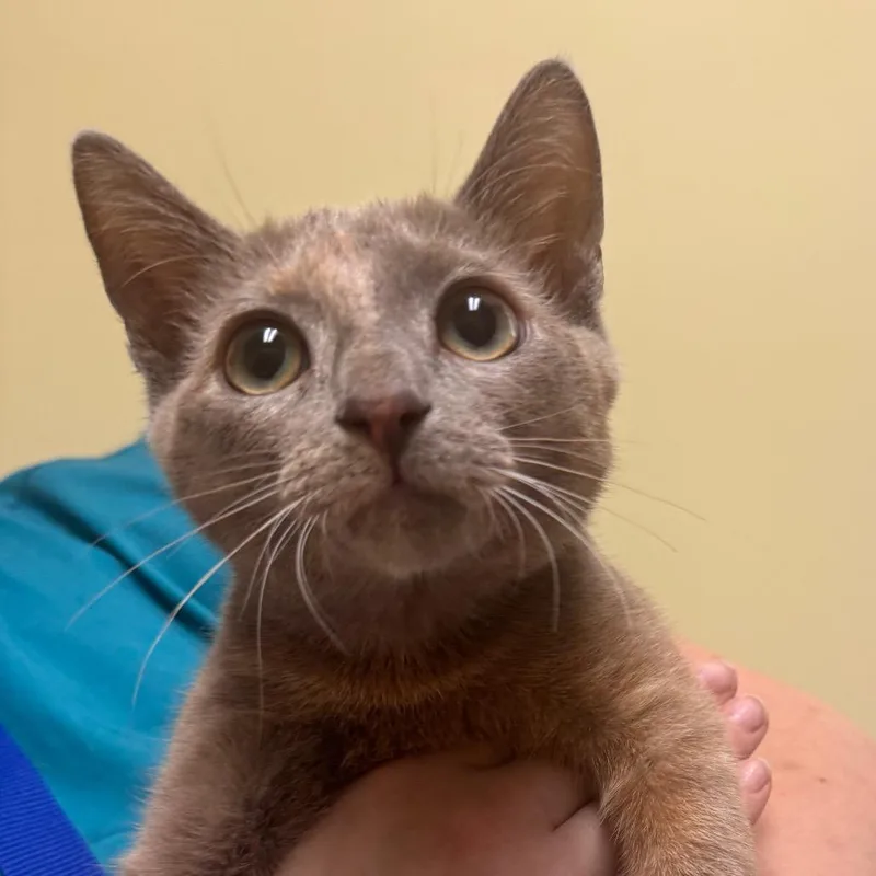 A young small-sized female Gray / Blue / Silver Domestic Short Hair cat named Snowflake for adoption in Newark, DE