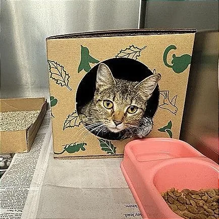 A young medium-sized female Brown / Chocolate Domestic Short Hair cat named Patsy for adoption in Saint Louis, MO