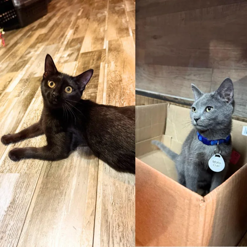 A baby medium-sized female Domestic Short Hair cat named Mallo Cup & Pez for adoption in Brooklyn, NY