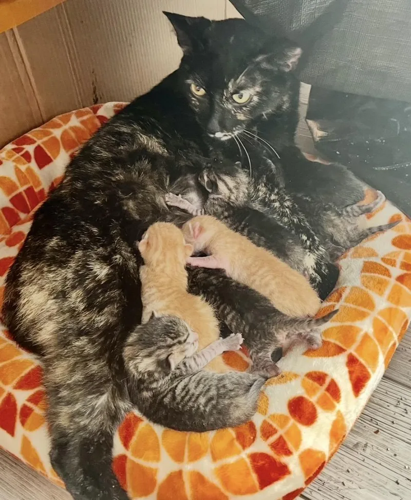 A young medium-sized female Tortoiseshell cat named Gracie for adoption in Woodland Hills, CA