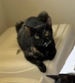Gracie thumbnail 4