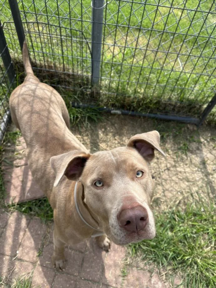 An adult large-sized female Labrador Retriever dog named Betty Boo for adoption in Houston, TX