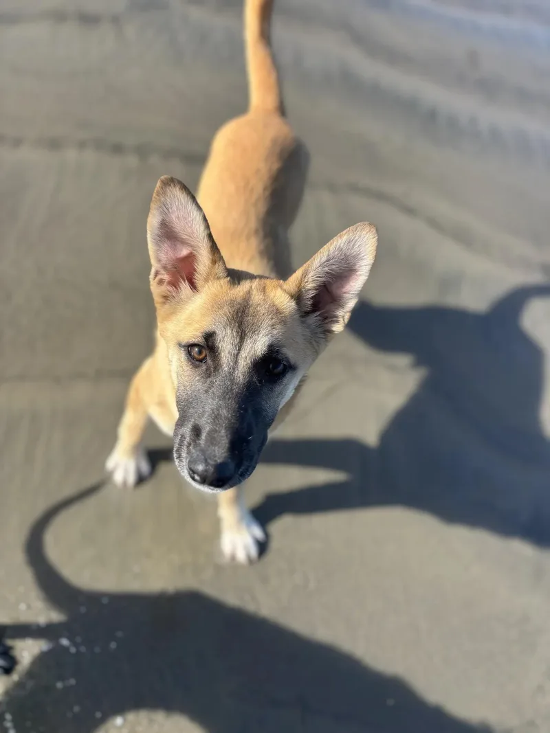A young medium-sized male Mixed Breed dog named Cruz for adoption in Oakland, CA
