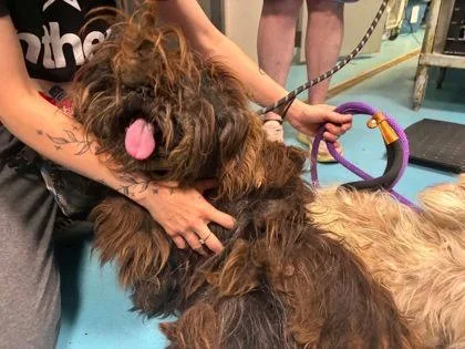 A young small-sized male Shih Tzu dog named Nado for adoption in Hobart, IN